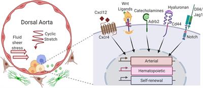 Location, Location, Location: How Vascular Specialization Influences Hematopoietic Fates During Development